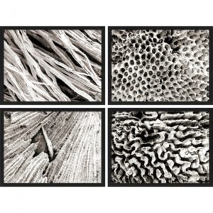 RENWIL W6565 STUDIO LINE - DOMAIN SET OF FOUR Printed Rag Paper