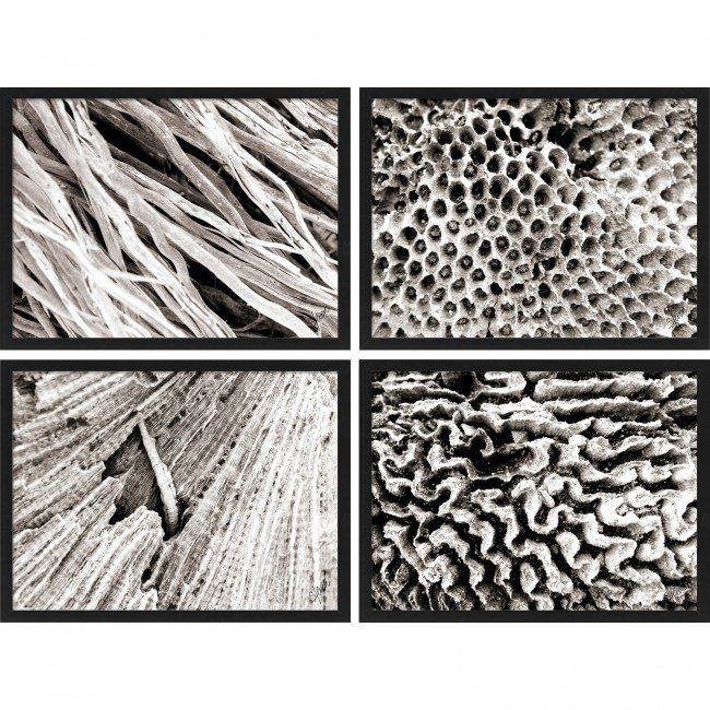 RENWIL W6565 STUDIO LINE - DOMAIN SET OF FOUR Printed Rag Paper
