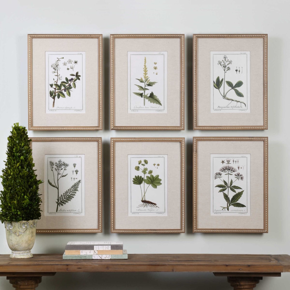 Uttermost Green Floral Botanical Study Prints S/6 33651 COLLINGWOOD