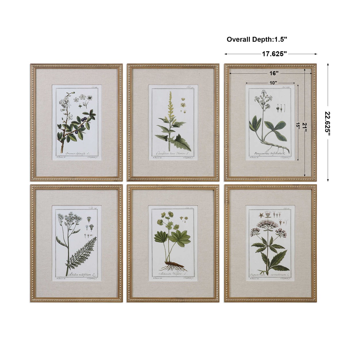 Uttermost Green Floral Botanical Study Prints S/6 33651 COLLINGWOOD