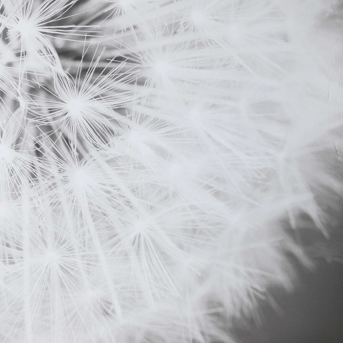 Uttermost Dandelion Seedhead Framed Print 33711 OTTAWA