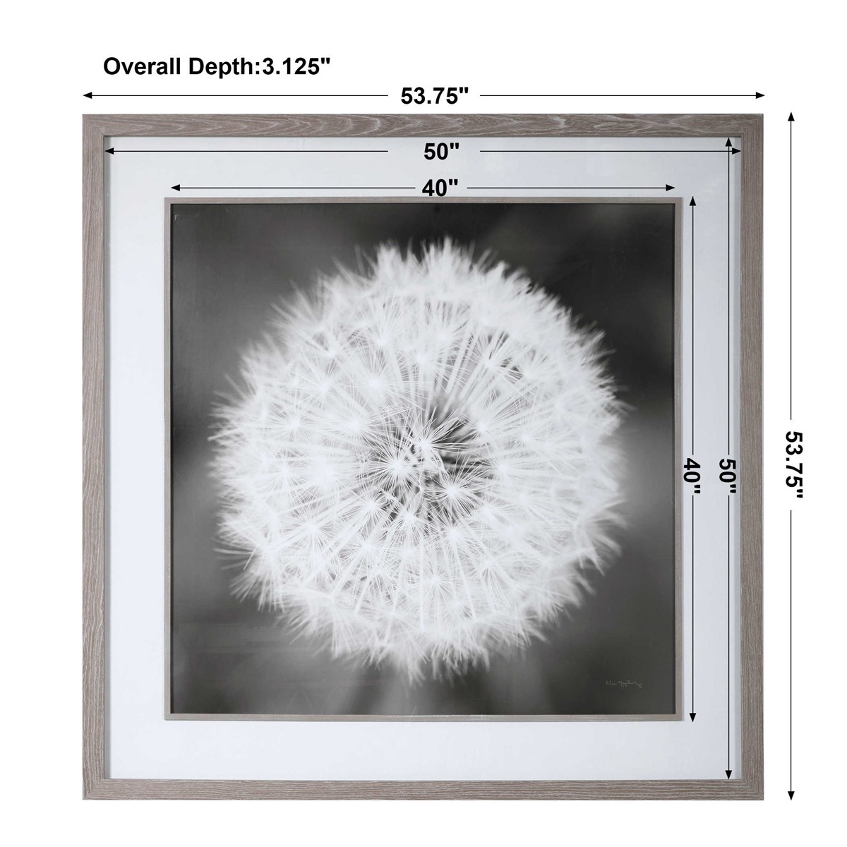 Uttermost Dandelion Seedhead Framed Print 33711 OTTAWA